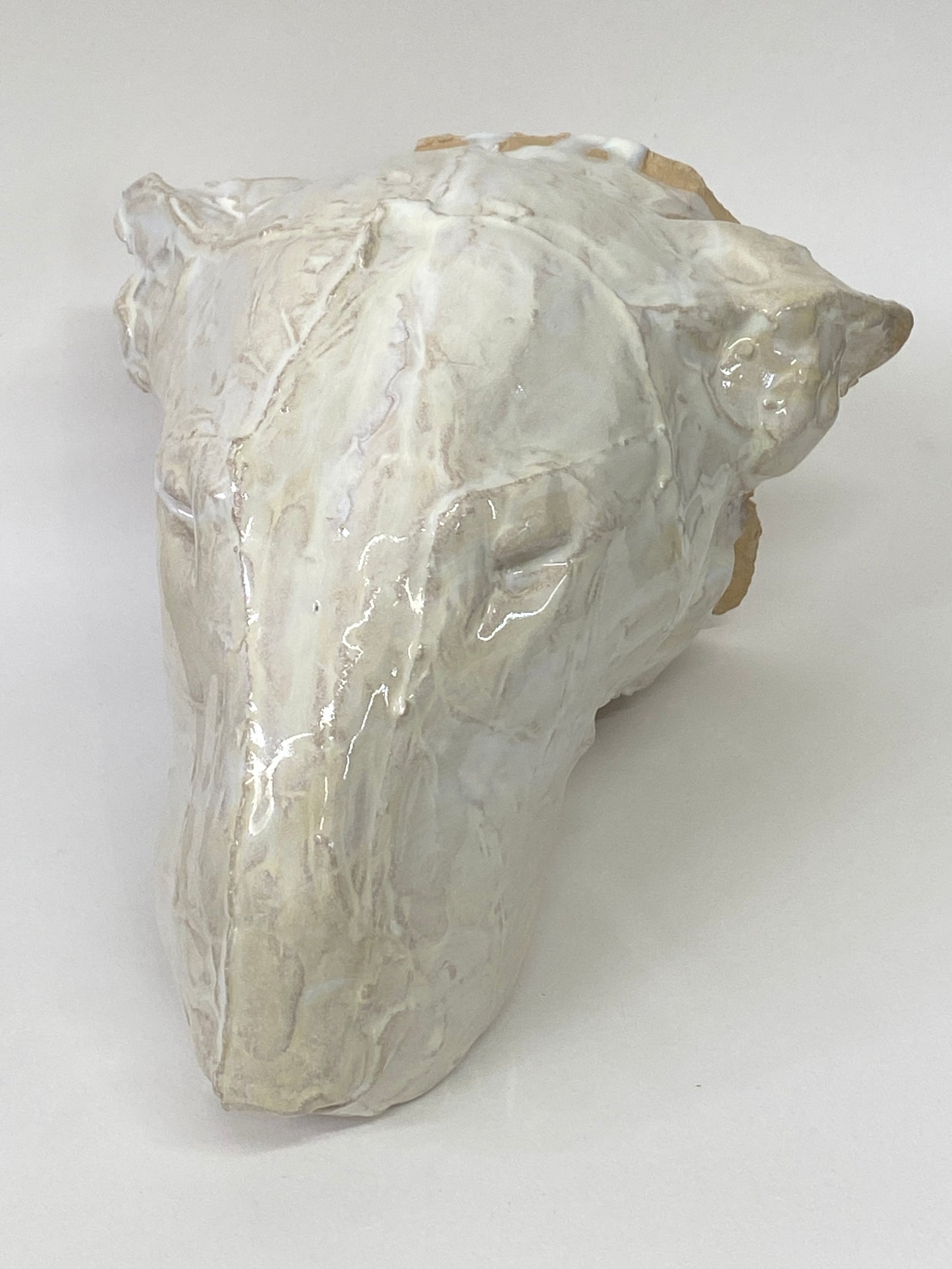 Bull Terrier Head